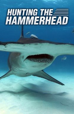 Hunting the Hammerhead