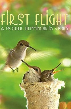 First Flight: A Mother Hummingbird's Story