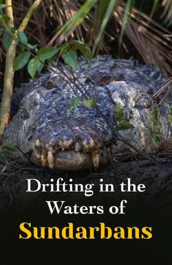 Drifting in the Waters of Sundarbans