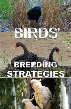Birds' Breeding Strategies