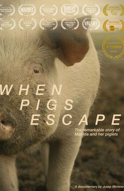 When Pigs Escape