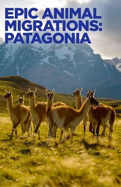 Epic Animal Migrations: Patagonia