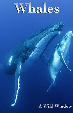 Wild Window: Whales