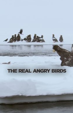 The Real Angry Birds