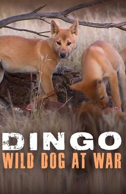 Dingo: Wild Dog at War