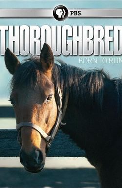 Thoroughbred