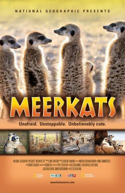 Meerkats 3D