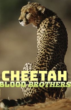 Cheetah Blood Brothers