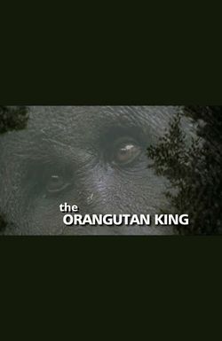 The Orangutan King