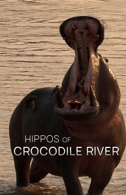 Hippos of Crocodile River