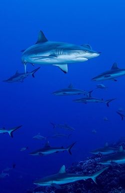 Shark Swarm