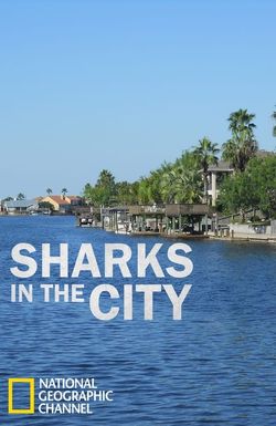 Sharks in the City: Bull Sharks in the Backyard