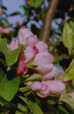 Autumn Rush for Kurt Kren and Winter and Spring and Summer