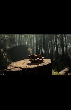 Forager: Immersive Multi-sensory Experience