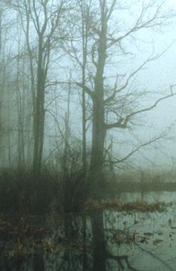 Early Spring Wetlands
