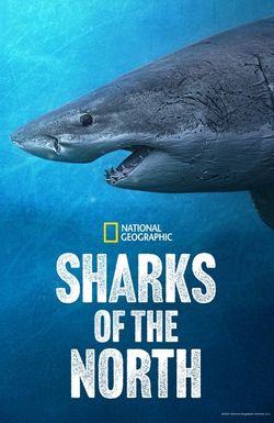 Sharks of the North