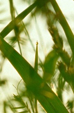 A World of Dew