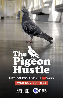 The Pigeon Hustle