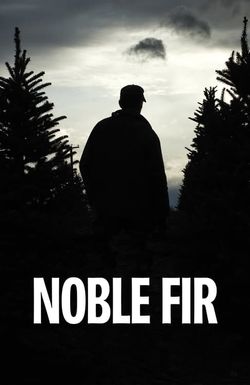 Noble Fir