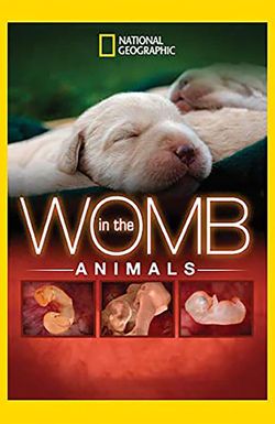 Animals in the Womb