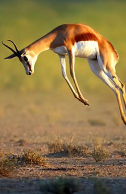 Nature's Greatest Dancers