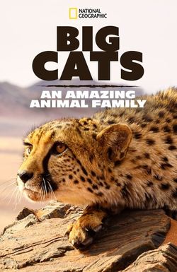 Cats: An Amazing Animal Family