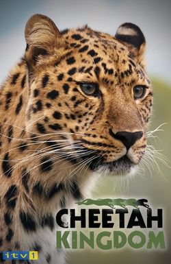 Cheetah Kingdom