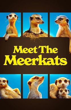 Meet the Meerkats