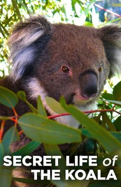 Secret Life of the Koala