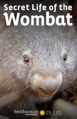Secret Life of the Wombat