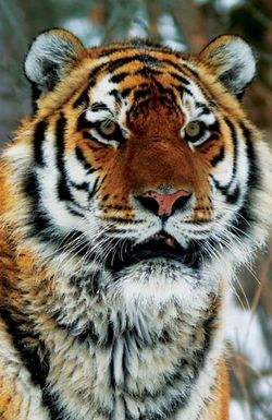 Operation Snow Tiger