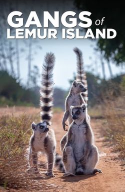 Gangs of Lemur Island