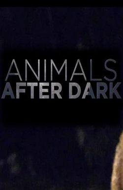 Animals After Dark