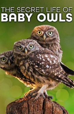 The Secret Life of Owls
