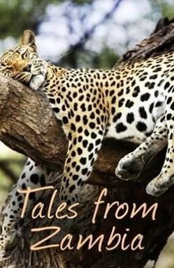 Tales from Zambia
