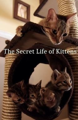 The Secret Life of Kittens