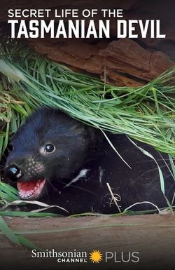 Secret Life of the Tasmanian Devil