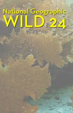 Wild 24