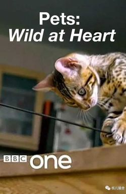 Pets: Wild at Heart