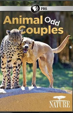 Animal Odd Couples