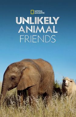 Unlikely Animal Friends