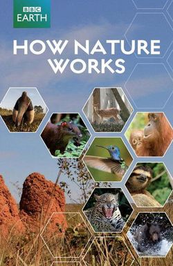 How Nature Works: Jungle