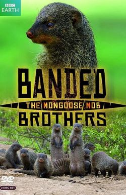 Banded Brothers