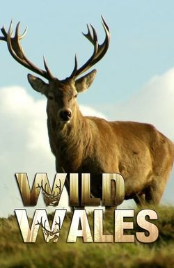 Wild Wales