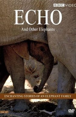 Echo of the Elephants