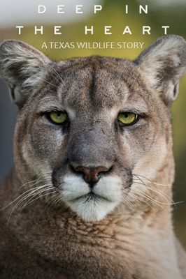 Deep in the Heart: A Texas Wildlife Story