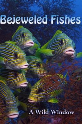Wild Window: Bejeweled Fishes