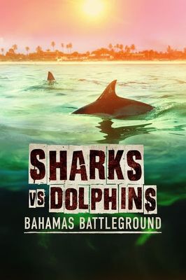 Sharks vs Dolphins: Bahamas Battleground