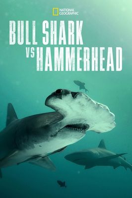Bull Shark vs Hammerhead