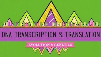 Episode 11 DNA, Hot Pockets, & The Longest Word Ever